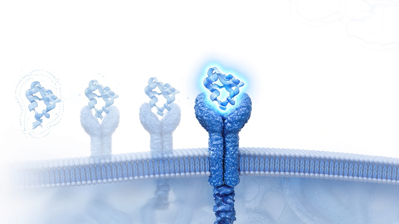 Peptide Receptor Binding Kinetics